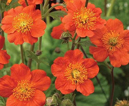 Pack x6 Geum 'Koi Orange' Perennial Garden (Large) Plug Plants