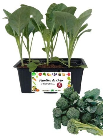 P. Piantine da Orto | Broccolo Verde da Ricacci, Pianta da Orto o Balcone Pronta al Trapianto, Kit da 6 Piantine, Pianta Vera da Esterno, Vivaio Italiano
