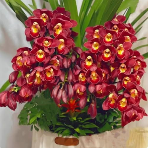 Premium Cymbidium Orchid Bulbs – Stunning Large Blooms, Simple to Grow – Perfect for Indoor Decor, Gifts & Holiday Displays-4 Bulbs-B