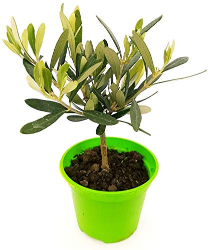POWERS TO FLOWERS - BONSAI OLIVO DA FRUTTO, Pianta Vera