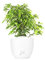Ficus Benjamin pianta vera, ficus albero vero | con Vaso artigianale FLOB Ø 12| Altezza 30-35 cm | piante da interno| Flob flower Bianco Onda