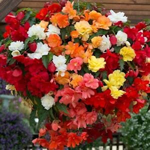 9X Begonia Trailing Mixed Bright Coloured Double Flowers. NOT Plug Plants Garden Ready