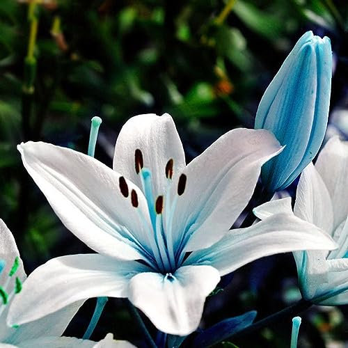 50 Unids Azul Raro Lirio Bulbos Semillas Plantar Lilium Flor Hogar Bonsai Jardín Decoración para Plantar Jardín