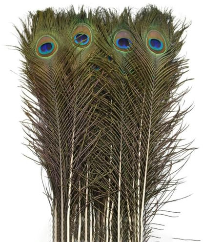 10 Stück/Lot natürliche echte Pfauenfedern für Dekoration, Schwertfedern, Kunsthandwerk, lange Federn, Heimdekoration, Karneval, Hochzeit, Zubehör, 40–45 cm, 16–18 Zoll