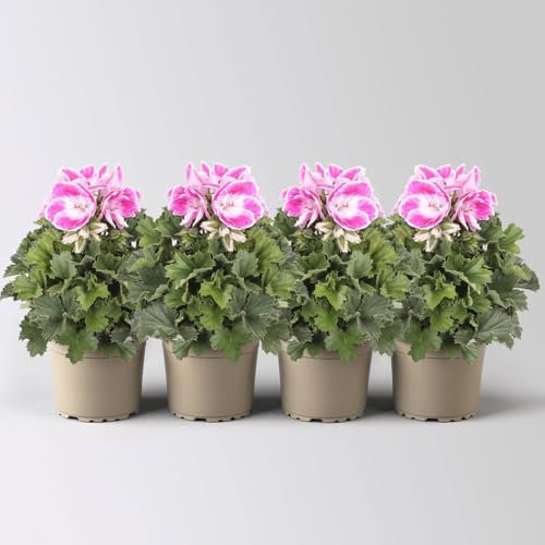 Edelgeranie Bella Donna® 'Don Amalia®' rosa-weiß, Topf-Ø 12 cm, 4 Pflanzen