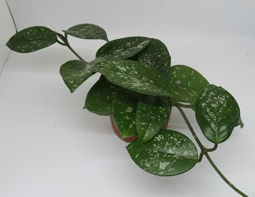 florari Hoya carnosa Freckles Splash / Pozellanblume, Wachsblume