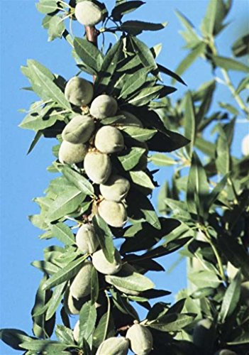 Pianta vera da frutto ALBERO DI MANDORLO SIMILE -PRUNUS DULCIS- MEDITERRANEO 'FILIPPO CEO' A RADICE NUDA - 1 METRO