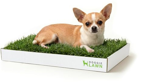 DoggieLawn Urin-Pads für Welpen, 61 x 22,9 cm, perfekte Katzentoilette für Hunde, kein Chaos, einfach zu bedienen, Töpfchentraining für Haustiere, umweltfreundliches Einweg-Badezimmer mit echtem Gras