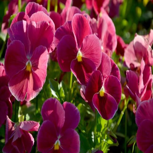 New Fresh Giant 100pcs Pansy Flower Seeds Pink for Planting