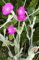 ROSE CAMPOIN 105 SEEDS, MAGENTA FLOWERS LYCHNIS Coronaria SOFT WHITE LEAVES