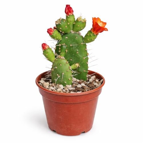 Opuntia quitensis blühfreudiger Ohrenkaktus Rarität 6,5cm Topf 15cm hoch
