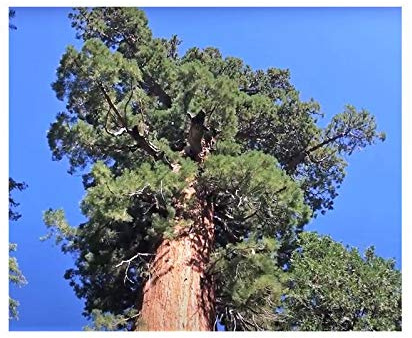Pezzi - 20x Sequoiadendron Giganteum Riesenmammutbaum Piante - Seme B259 - Seeds & Plants Shop by Ipsa