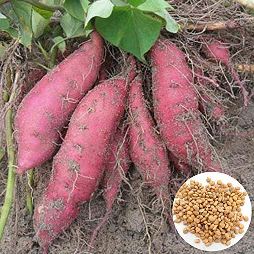 Benoon Süßkartoffelsamen, 200 Stück/Beutel Süßkartoffelsamen Sukkulenten Nicht-GVO Kompakte Nicht-GVO-Gemüsesamen Für Den Garten Süßkartoffelsamen