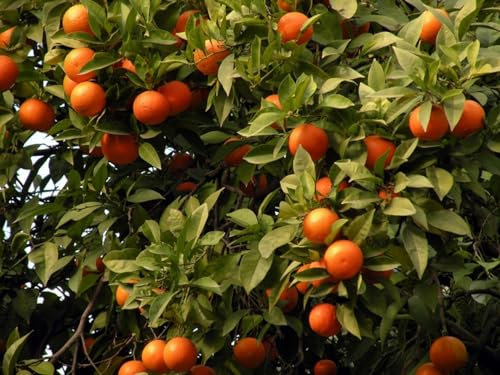 Pianta di Arancio Moro in vaso o fitocella