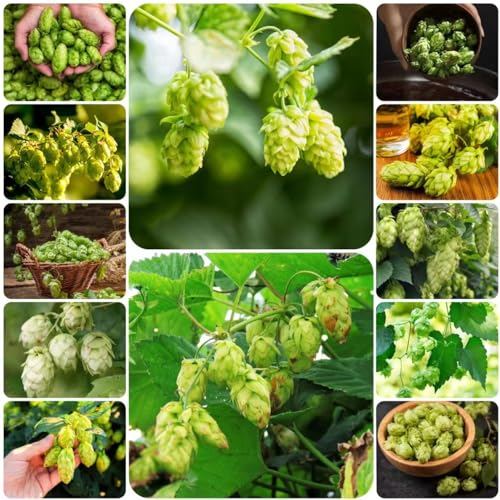 250 pcs hopfen pflanze winterhart samen - wildblumenwiese saatgut mehrjährig bienenweide,hopfenpflanzen kaufen pflanzen samen indoor bienenwiese saatgut garten pflanzen