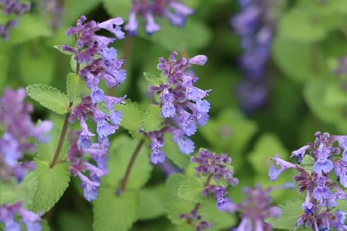 Katzenminze Nepeta faassenii Duftpflanze winterhart sehr beliebt bei Katzen (3 Stück)