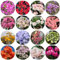 rhododendron pflanze samen, azalee samen - blumen deko bienenweide (Rhododendron) gartendeko für draußen zimmerbonsai bonsai samen alte sorten blumendeko flower seeds 300pcs