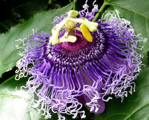 Passiflora incarnata Hardy Scuro Viola Form! Semi!