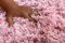 floor factory Hochflor Shaggy Teppich Pearl Rose 200x290cm wunderbar weicher Langflorteppich mit Ökotex