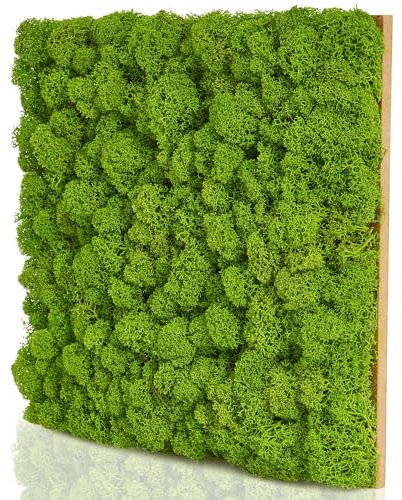 naturewalls Moospaneele Basic - 25 x 25 - Moosbild Islandmoos - Mooswand selber machen - Moosplatte - Wandbegrünung