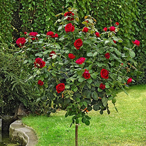 Pianta ALBERO ROSA BREVETTATA BOTERO ®MEILLAND PROFUMATA rossa vaso24 FOTO REALE AMDGarden