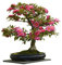 Seedeo Bonsai Anzuchtset Japanische Kamelie (Camellia japonica)