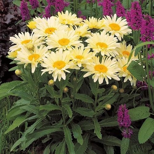 Leucanthemum 'Banana Cream' – Large Yellow Shasta Daisy, Hardy Perennial with Long-Lasting Blooms – by Park Farm Plants