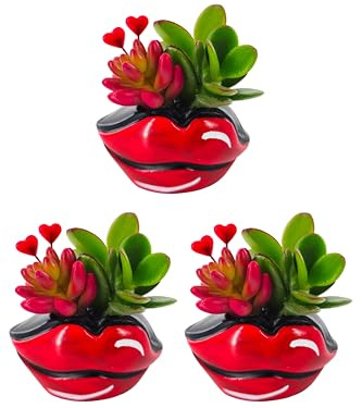 Set Piante Mix San Valentino Pianta di Tillandsia Pianta Succulenta pianta di Hoya Kerri regalo di San Valentino piante vere vendute da eGarden.store (Set Composizione Succulente Hotlips)