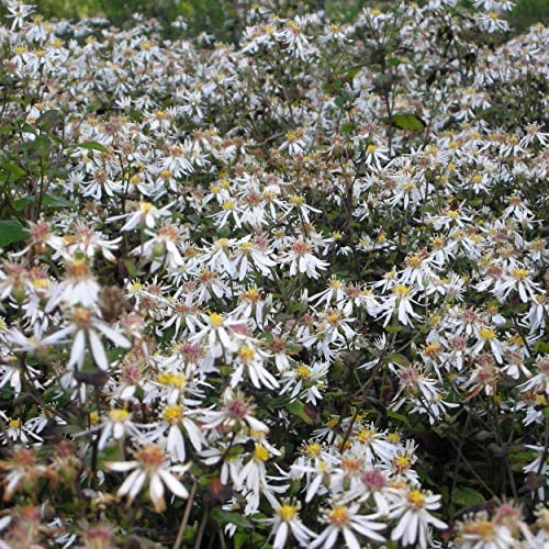Blumixx Stauden Aster divaricatus 'Tradescant' – Weiße Herbstaster | Sommer-Wald-Aster winterhart & bienenfreundlich | Bodendecker Staude für Halbschatten & Schatten