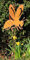 Bornhöft Gartenstecker Biene/Wespe 108cm Metall Rost Gartendeko Edelrost