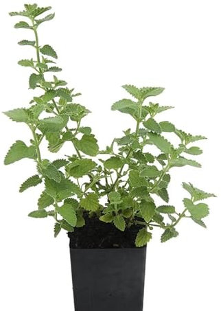 Nepeta Cataria o Hierba de Gatos Planta Aromática y Natural para Exteriores