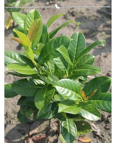 Kirschlorbeer Lorbeerkirsche Etna 120-140 cm. 5 Heckenpflanzen. Immergrün