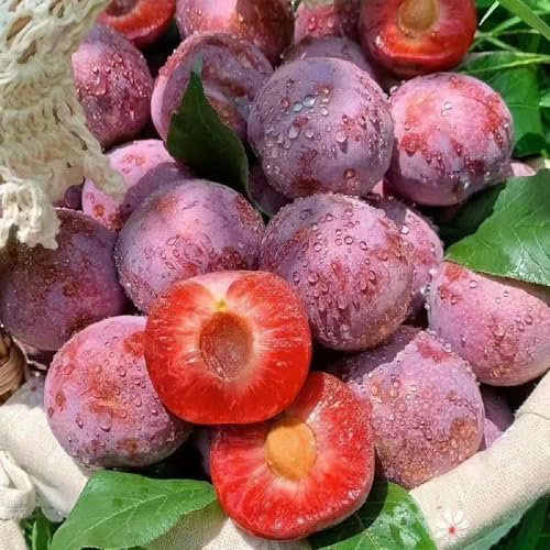 50 pcs pflaumenbaum winterhart samen, extrem winterharte kübelpflanzen, seeds, pflaumenbaum kaufen (Prunus salicina) bonsai baum, gewächshaus saatgut alte sorten, samen balkon geschenke