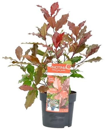 Photinia Natural Arbusto Perenne para Jardines con Mantenimiento Sencillo