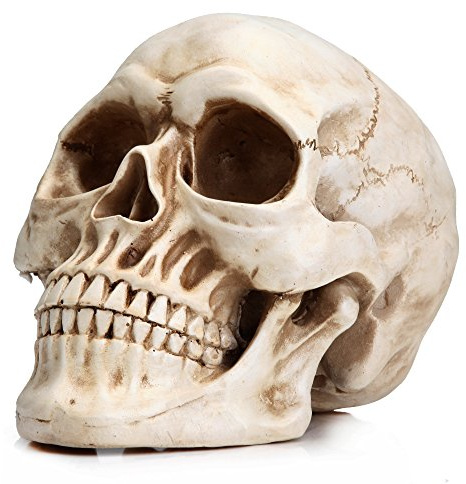 READAEER Life Size Resin Skull, Large Adult Skull Head Model for Home Decoration, 1:1 Replicate The Size of Real Human Skull, Halloween Skull Statue, Skull Head Bone Model (White)