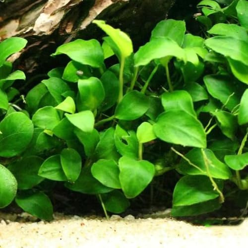 semillas para acuáticas, interior de acuario acuáticas acuarios interior purificadoras aire verdes decoración sala estar semillas acuario cobertura 1000pcs