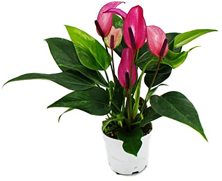 Exotenherz Kleine Flamingoblume Anthurium andreanum Baby-Anthurie Mini-Pflanze 7cm Topf kleinblütig lila blühend Zizou