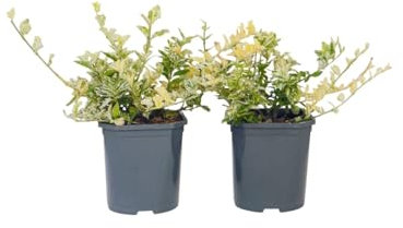 Plant in a Box - Euonymus Harlequin - 2er - Buntblättriger Spindel - Gartenpflanze mit schön gefärbten Blätter - Winterhart und Immergrün - Topf 17cm - Höhe 20-30cm
