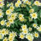 200 pcs Samen-Echinacea pflanze garten blumen pflanzen winterhart draußen sonnenhut pflanze winterhart pflanzensamen pflanzen für draußen gartenpflanzen winterhart mehrjährig winterharte