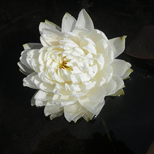 Blumixx Stauden Nymphaea Hybride 'Gloire de Temple sur Lot' – Seerose 1,0 Liter Topf rosa-weiß blühend