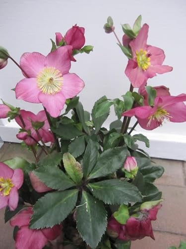 Helleborus x lemperii HGC ® Winter Ballet Karli - Christrose