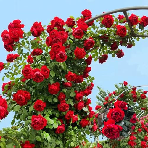 200 Piezas Semillas Resistentes De Rosal - Rosa Chinensis - Semillas De Macizos De Flores, Plantas Exóticas Semillas De Plantas Decorativas Trepadoras Resistentes, Semillas De Flores Silvest