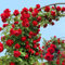 200 Piezas Semillas Resistentes De Rosal - Rosa Chinensis - Semillas De Macizos De Flores, Plantas Exóticas Semillas De Plantas Decorativas Trepadoras Resistentes, Semillas De Flores Silvest