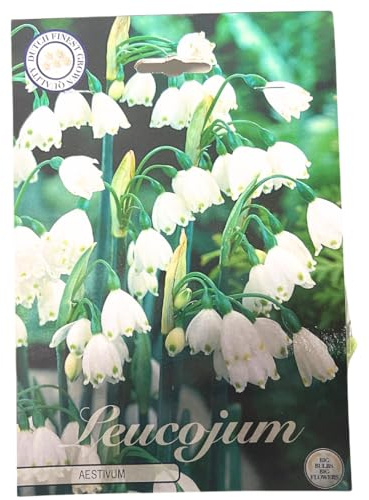 Blumenzwiebeln in Geschenkverpackung - Zwiebeln, Knollen verschiedener winterharter Pflanzen für Garten und Balkon - bunt (Märzenbecher-Leucojum Aestivum 20Stück)