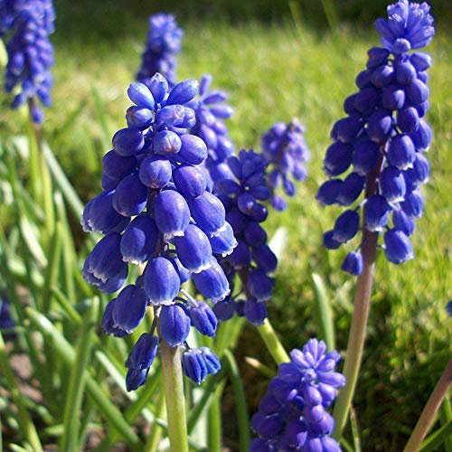 Portal Cool 25: viola Muscari armeniacum Bulbi perenne fioritura primaverile di uva Giacinto Fiore