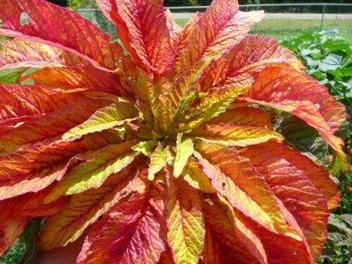 Amaranthus Tricolor - Fontana fiammeggiante - 100 Semi - Cremisi, rosso e bronzo - NPWS