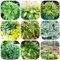pianta di hosta resistente - semi per giardinieri piante in vaso piante d'appartamento che purificano l'aria pianta perenne resistente tappezzante hosta perenne - rare - semi di 200pcs