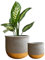 Olly & Rose Gold Dip - Set di 2 vasi per piante in ceramica, per interni, 17 cm + 12 cm, vasi da fiori da esterno in cemento