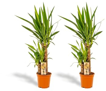 Hello Plants 2er Set Ohne Korb Yucca 90cm hoch, 17Ø + Yucca 90cm hoch, Ø - Einfache Zimmerpflanzen - Tropische Palmen - Luftreinigende pflanze