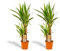 Hello Plants 2er Set Ohne Korb Yucca 90cm hoch, 17Ø + Yucca 90cm hoch, Ø - Einfache Zimmerpflanzen - Tropische Palmen - Luftreinigende pflanze